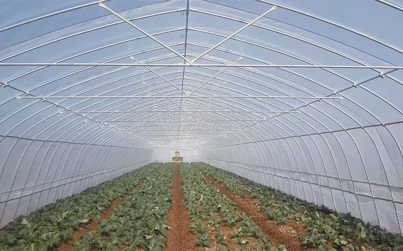 Plastic Greenhouses euismod Indicatores
