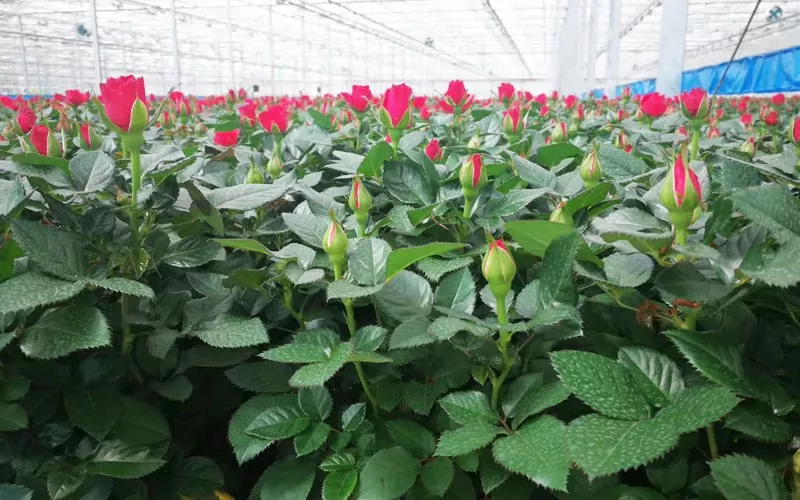 Novus Revolution in agriculturae Greenhouses: De Internet de Ratio Orff in Novum era de dolor plantationis