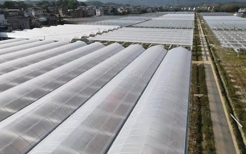 Economical Multispan PE Plastic Agriculture Greenhouse