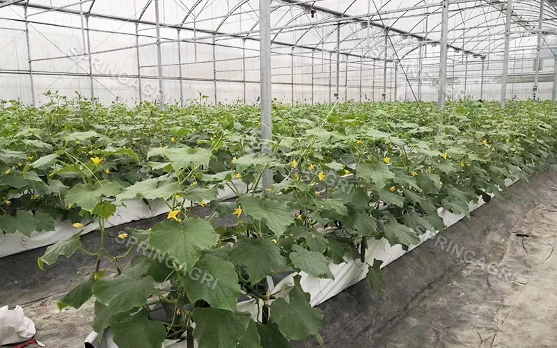Multi-Span agriculturae Hydroponics Equipment Greenhouses