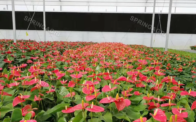 Anthurium CONSERVATORIUM Multispan Sale