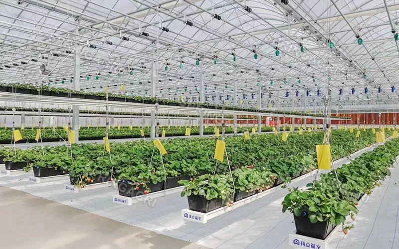Agriculture Multi-Span Plastic Classic CONSERVATORIUM